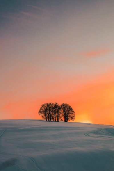 落日时积雪地上的无叶树